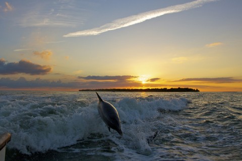 Dolphins At Sunset