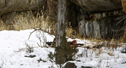 Elk Carcass and Ravens